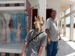 Dromadaire